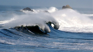 What Happens To Wildlife After A Tsunami?
